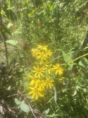 Senecio velleioides