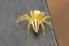 Telamonia