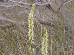Prasophyllum brownii