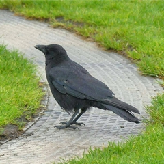 Corvus corone