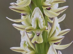 Prasophyllum brownii