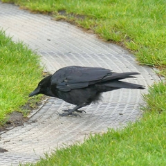 Corvus corone