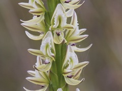 Prasophyllum brownii