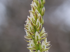 Prasophyllum brownii