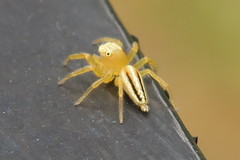 Telamonia