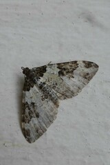 Xanthorhoe fluctuata