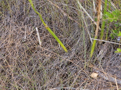 Prasophyllum brownii