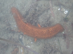 Apostichopus parvimensis