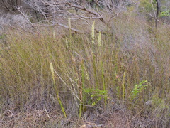 Prasophyllum brownii