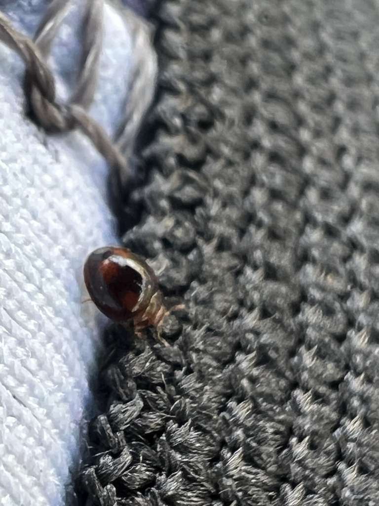 Lady beetle