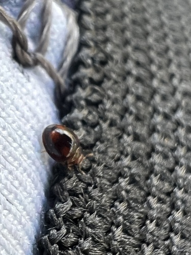 Lady beetle