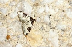 Xanthorhoe fluctuata
