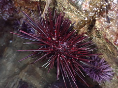 Mesocentrotus franciscanus