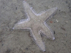 Astropecten armatus