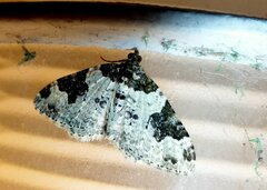 Xanthorhoe fluctuata