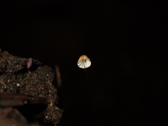 Cryptomarasmius