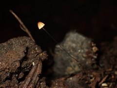 Cryptomarasmius