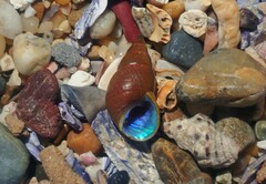 Phasianotrochus eximius