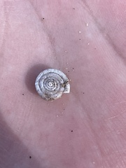 Polygyra