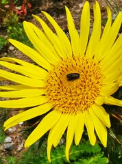 Anthaxia quadripunctata