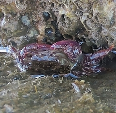 Metopograpsus