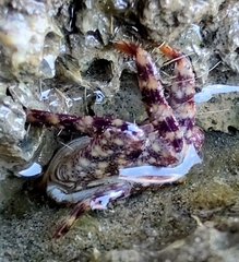 Metopograpsus