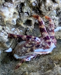 Metopograpsus