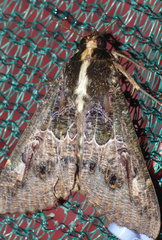 Sphingomorpha chlorea