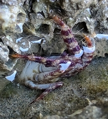 Metopograpsus