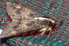 Sphingomorpha chlorea