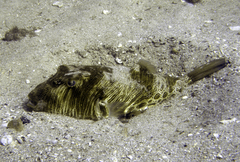 Feroxodon multistriatus