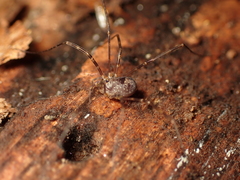 Neopilionidae