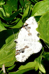 Xanthorhoe montanata