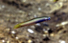 Ptereleotris monoptera