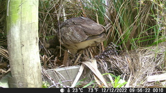 Botaurus poiciloptilus