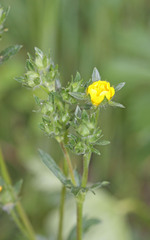 Potentilla gracilis fastigiata