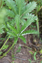Potentilla gracilis fastigiata