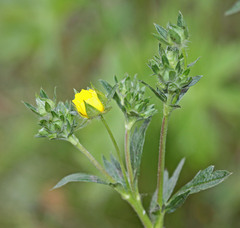 Potentilla gracilis fastigiata