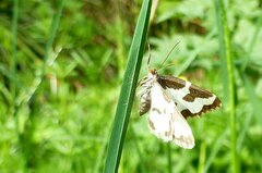 Lomaspilis marginata