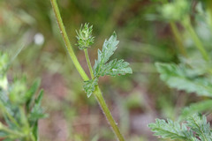 Potentilla gracilis fastigiata