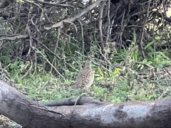 Ortygornis pondicerianus