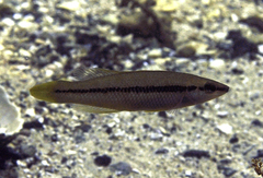 Neoodax balteatus