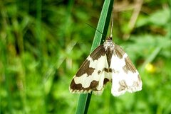 Lomaspilis marginata