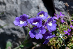 Chaenorhinum origanifolium