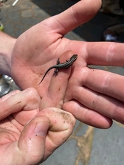 Trachylepis