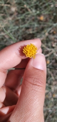 Bebbia juncea