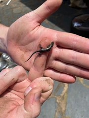 Trachylepis
