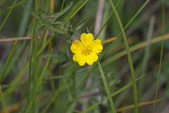 Potentilla gracilis fastigiata