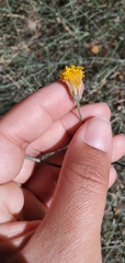 Bebbia juncea