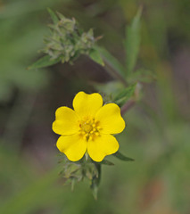 Potentilla gracilis fastigiata